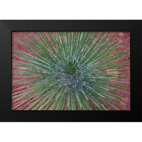 Narrow Leaf Agave Black Modern Wood Framed Art Print by Fitzharris, Tim