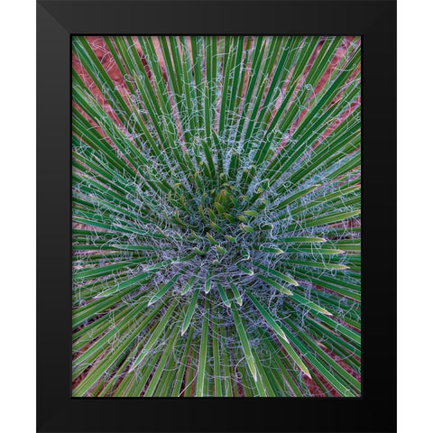 Narrow Leaf Agave  Black Modern Wood Framed Art Print by Fitzharris, Tim