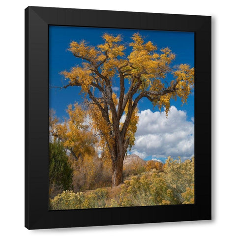 Chamisas and Cottonwood Trees Black Modern Wood Framed Art Print with Double Matting by Fitzharris, Tim