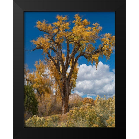 Chamisas and Cottonwood Trees Black Modern Wood Framed Art Print by Fitzharris, Tim