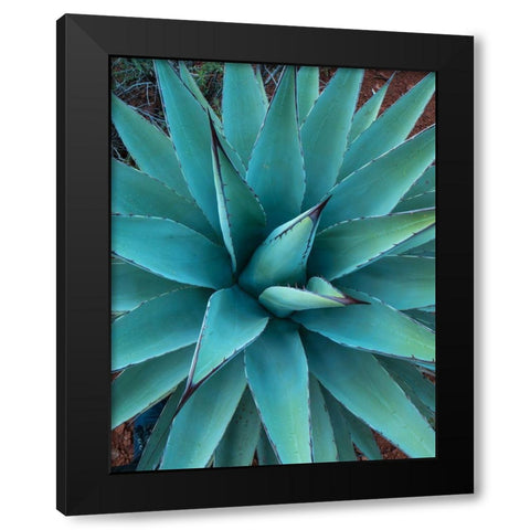 Agave Black Modern Wood Framed Art Print by Fitzharris, Tim