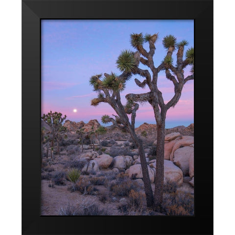 Joshua Tree at Joshua Tree National Park Black Modern Wood Framed Art Print by Fitzharris, Tim