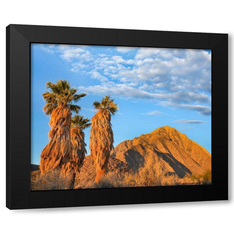 California Fan Palms Black Modern Wood Framed Art Print by Fitzharris, Tim