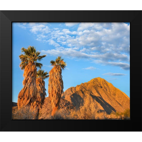 California Fan Palms Black Modern Wood Framed Art Print by Fitzharris, Tim