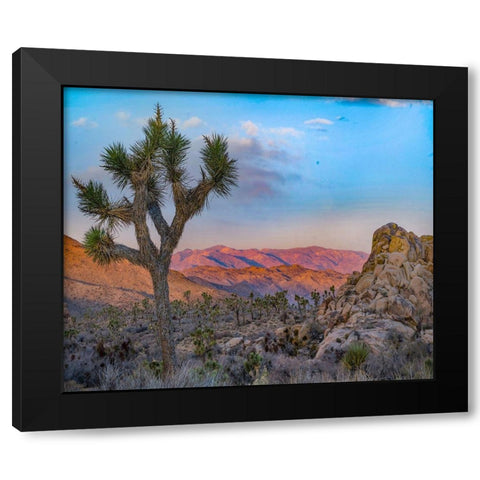 Joshua Trees at Lost Horse Valley Black Modern Wood Framed Art Print with Double Matting by Fitzharris, Tim