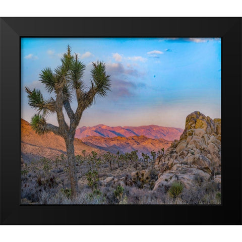 Joshua Trees at Lost Horse Valley Black Modern Wood Framed Art Print by Fitzharris, Tim