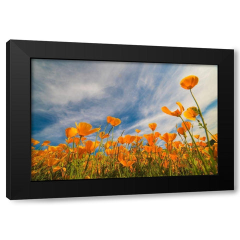 California Poppies near Lake Elsinor Black Modern Wood Framed Art Print by Fitzharris, Tim