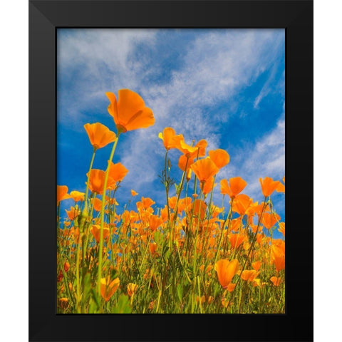 California Poppies near Lake Elsinor Black Modern Wood Framed Art Print by Fitzharris, Tim