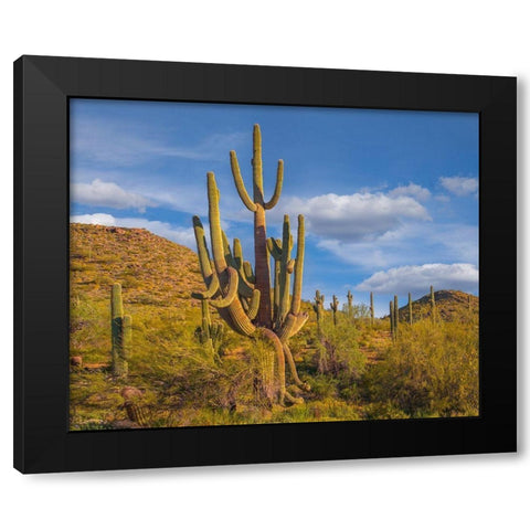 Big Saguaro Cactus Black Modern Wood Framed Art Print with Double Matting by Fitzharris, Tim