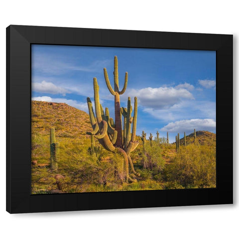 Big Saguaro Cactus Black Modern Wood Framed Art Print by Fitzharris, Tim