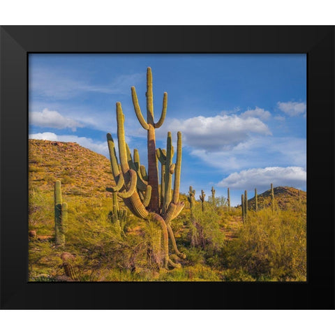 Big Saguaro Cactus Black Modern Wood Framed Art Print by Fitzharris, Tim