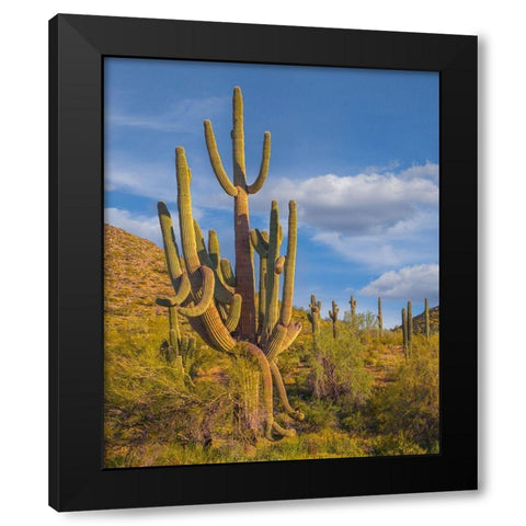 Big Saguaro Cactus Black Modern Wood Framed Art Print with Double Matting by Fitzharris, Tim