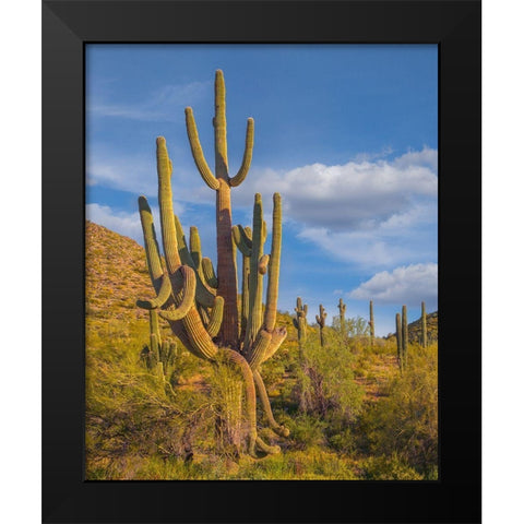 Big Saguaro Cactus Black Modern Wood Framed Art Print by Fitzharris, Tim