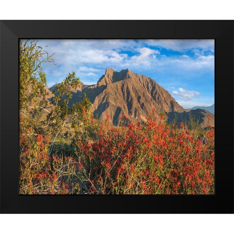 Chuparosa and Indian Head Mountain Black Modern Wood Framed Art Print by Fitzharris, Tim