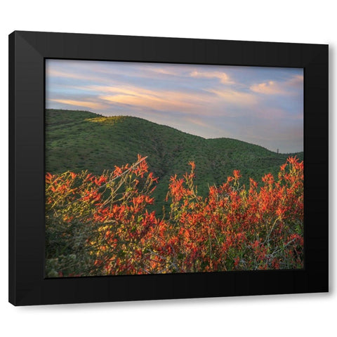 Chuparosa-Anza Borrego Desert State Park-California-USA Black Modern Wood Framed Art Print with Double Matting by Fitzharris, Tim