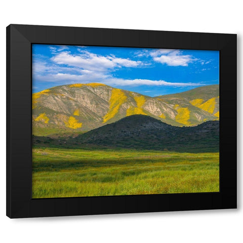 Wildflower Bloom  Black Modern Wood Framed Art Print with Double Matting by Fitzharris, Tim