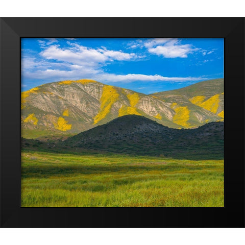 Wildflower Bloom  Black Modern Wood Framed Art Print by Fitzharris, Tim