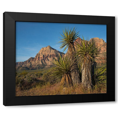 Mohave Yucca at Red Rock Canyon Black Modern Wood Framed Art Print with Double Matting by Fitzharris, Tim