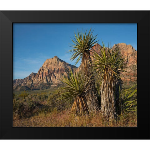 Mohave Yucca at Red Rock Canyon Black Modern Wood Framed Art Print by Fitzharris, Tim