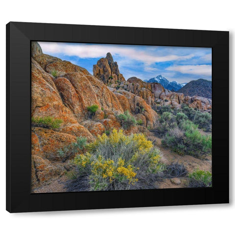 Spring Bloom at Alabama Hills Black Modern Wood Framed Art Print with Double Matting by Fitzharris, Tim