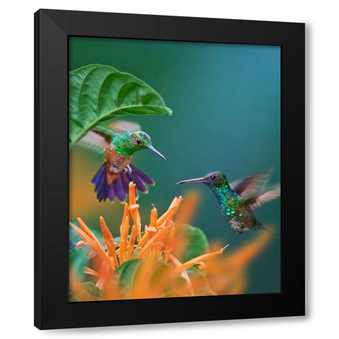 Blue Chinned Sapphire and Copper-Rumped Hummingbirds Black Modern Wood Framed Art Print by Fitzharris, Tim