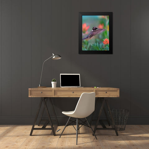Black Chinned Hummingbird with Indian Paintbrush Black Modern Wood Framed Art Print by Fitzharris, Tim