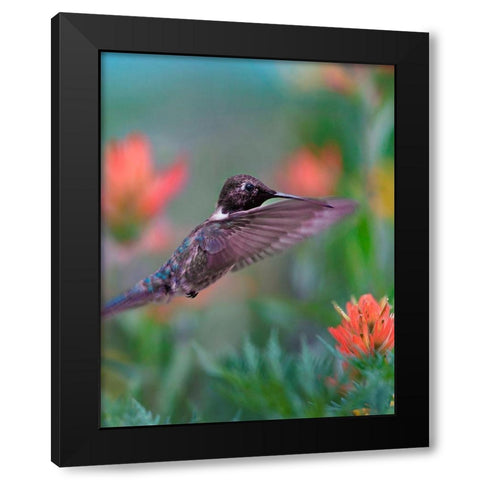 Black Chinned Hummingbird with Indian Paintbrush Black Modern Wood Framed Art Print by Fitzharris, Tim