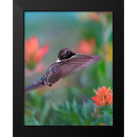 Black Chinned Hummingbird with Indian Paintbrush Black Modern Wood Framed Art Print by Fitzharris, Tim