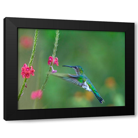 White Necked Jacobin Black Modern Wood Framed Art Print with Double Matting by Fitzharris, Tim