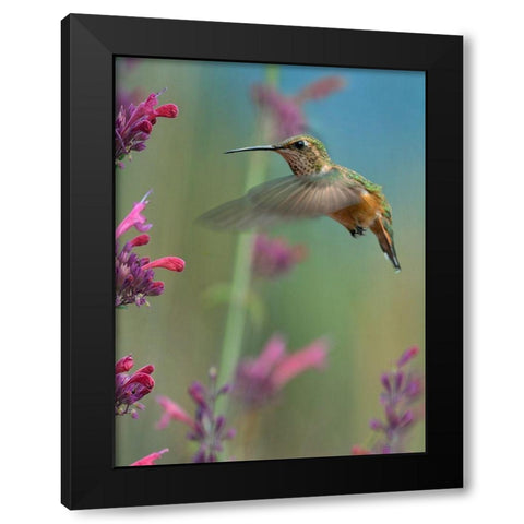 Broad Tailed Hummingbirds Black Modern Wood Framed Art Print by Fitzharris, Tim