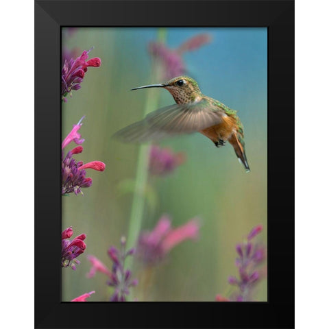 Broad Tailed Hummingbirds Black Modern Wood Framed Art Print by Fitzharris, Tim