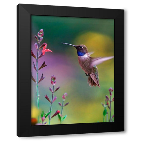 Black Chinned Hummingbird Black Modern Wood Framed Art Print by Fitzharris, Tim