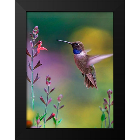 Black Chinned Hummingbird Black Modern Wood Framed Art Print by Fitzharris, Tim