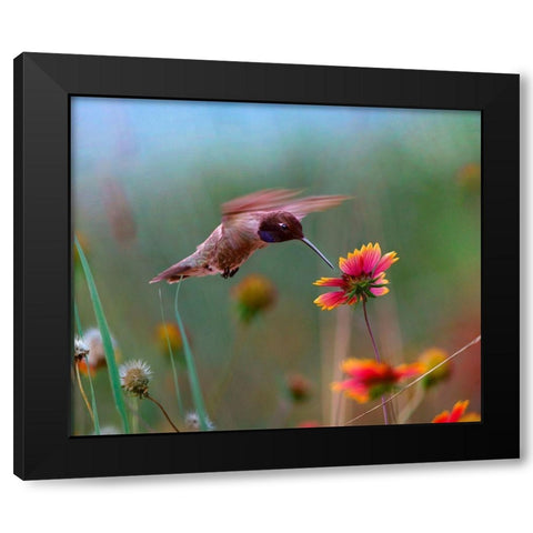 Black Chinned Hummingbird Black Modern Wood Framed Art Print with Double Matting by Fitzharris, Tim