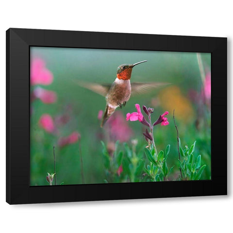 Ruby Throated Hummingbird Black Modern Wood Framed Art Print with Double Matting by Fitzharris, Tim