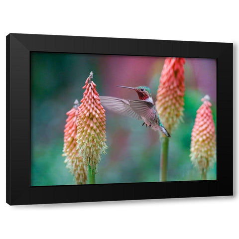 Broad Tailed Hummingbird at Red Hot Poker Black Modern Wood Framed Art Print by Fitzharris, Tim