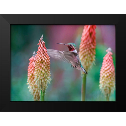 Broad Tailed Hummingbird at Red Hot Poker Black Modern Wood Framed Art Print by Fitzharris, Tim