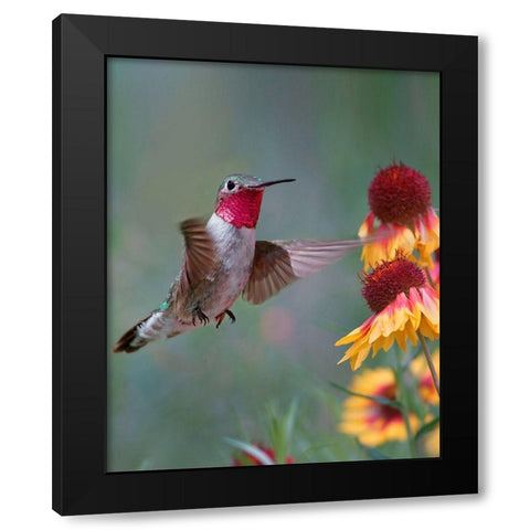 Broad Tailed Hummingbird Black Modern Wood Framed Art Print with Double Matting by Fitzharris, Tim