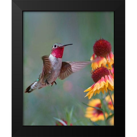 Broad Tailed Hummingbird Black Modern Wood Framed Art Print by Fitzharris, Tim