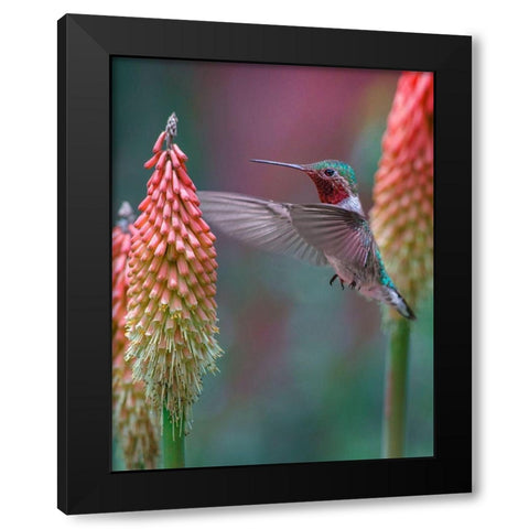 Broad Tailed Hummingbird Black Modern Wood Framed Art Print with Double Matting by Fitzharris, Tim