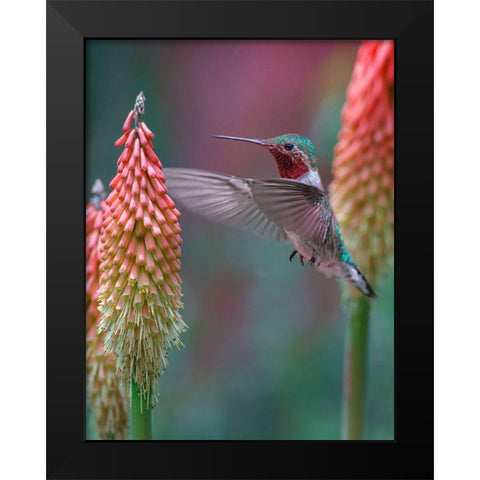 Broad Tailed Hummingbird Black Modern Wood Framed Art Print by Fitzharris, Tim