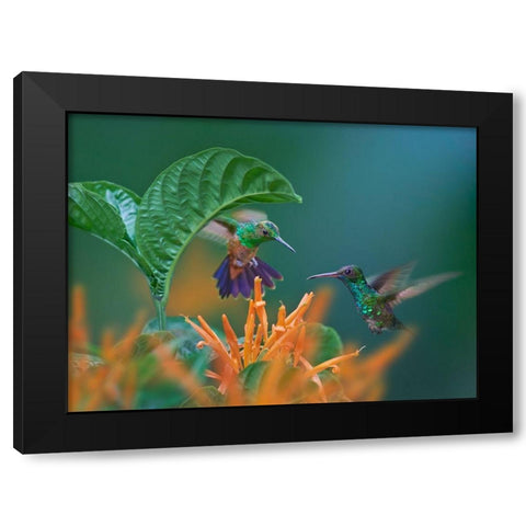 Blue Chinned Sapphire and Copper-Rumped Hummingbirds Black Modern Wood Framed Art Print with Double Matting by Fitzharris, Tim