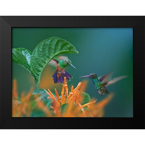 Blue Chinned Sapphire and Copper-Rumped Hummingbirds Black Modern Wood Framed Art Print by Fitzharris, Tim