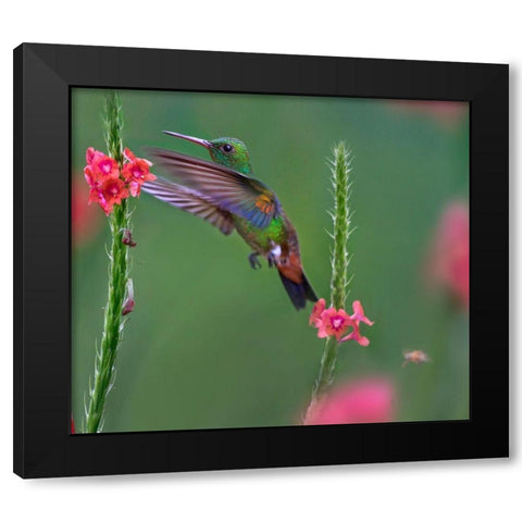 Copper Rumped Humming Bird Black Modern Wood Framed Art Print with Double Matting by Fitzharris, Tim