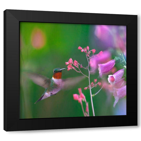 Ruby Throated Hummingbird Black Modern Wood Framed Art Print by Fitzharris, Tim