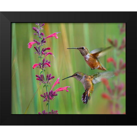 Broad Tailed Hummingbirds Black Modern Wood Framed Art Print by Fitzharris, Tim