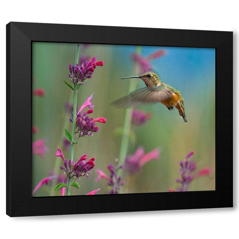 Broad Tailed Hummingbirds Black Modern Wood Framed Art Print with Double Matting by Fitzharris, Tim