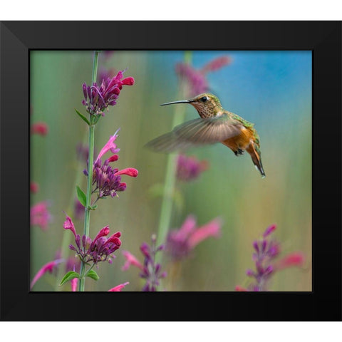 Broad Tailed Hummingbirds Black Modern Wood Framed Art Print by Fitzharris, Tim