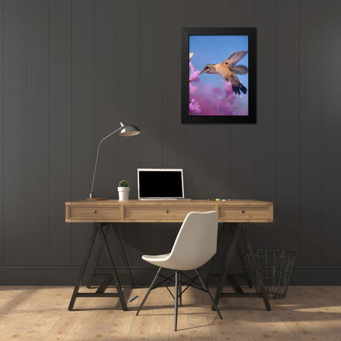 Broad Tailed Hummingbirds Female Black Modern Wood Framed Art Print by Fitzharris, Tim