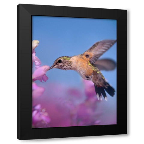 Broad Tailed Hummingbirds Female Black Modern Wood Framed Art Print with Double Matting by Fitzharris, Tim